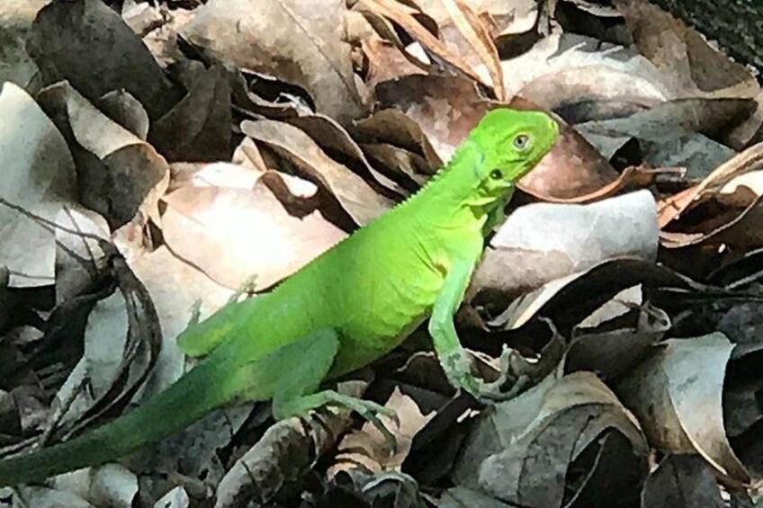 A green lizard on dry leaves. 5