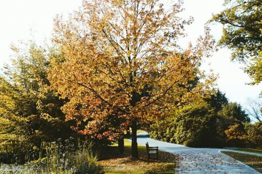 A park with a bench, a tree with autumn leaves, and a pathway. 3