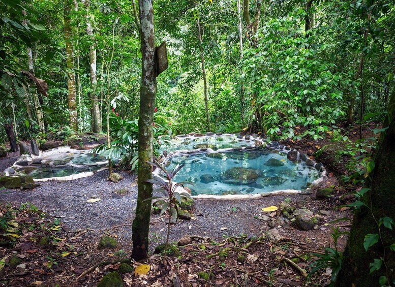 A natural hot spring surrounded by dense forest. 3