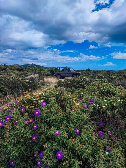 A vehicle parked in a field with purple flowers and a mountainous landscape in the background. 4