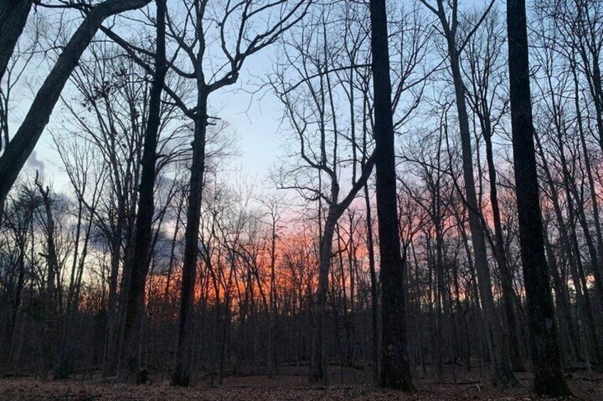 A forest with tall trees and a sunset in the background. 2