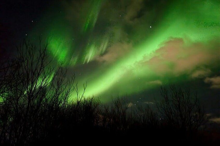 The aurora borealis over a landscape with bare trees. 5