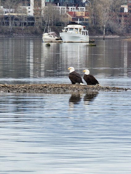 Two bald eagles on a rocky shoreline with a boat in the background. 5