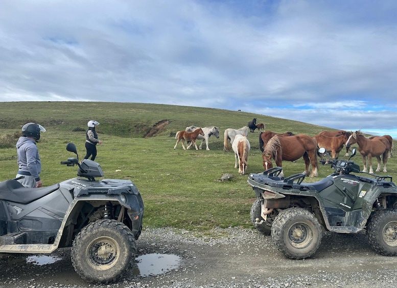 A group of horses grazing on a grassy hill with two ATVs parked nearby. 5