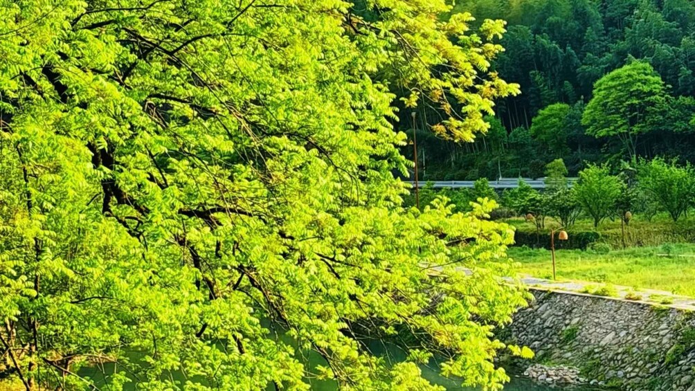 A lush green landscape with dense foliage, a stone wall, and a road with a guardrail. 5