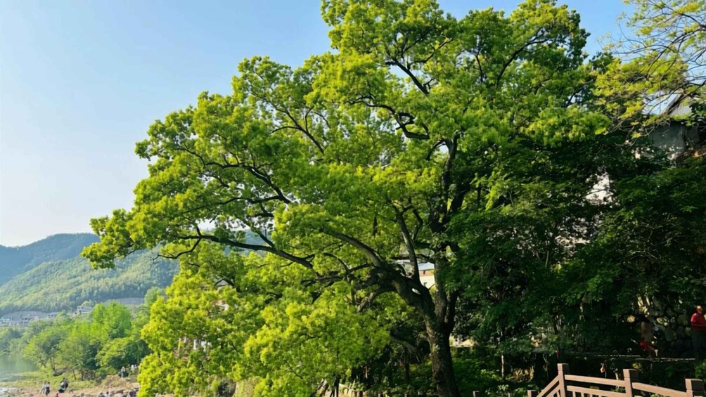 A large tree with dense green foliage, a wooden fence, and a mountainous landscape in the background. 2