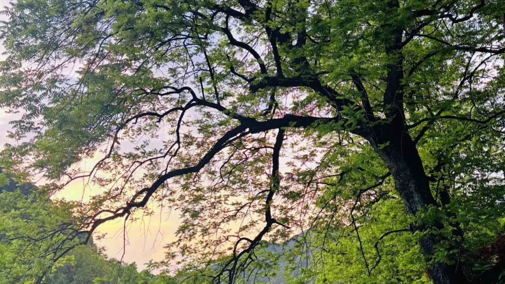 A large tree with dense foliage and a clear sky in the background. 4