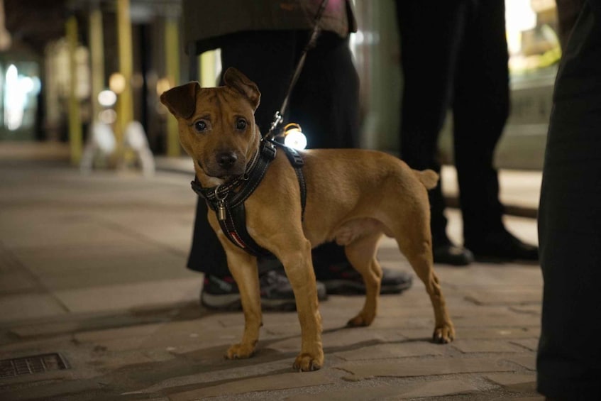 A brown dog on a leash standing on a sidewalk. 4