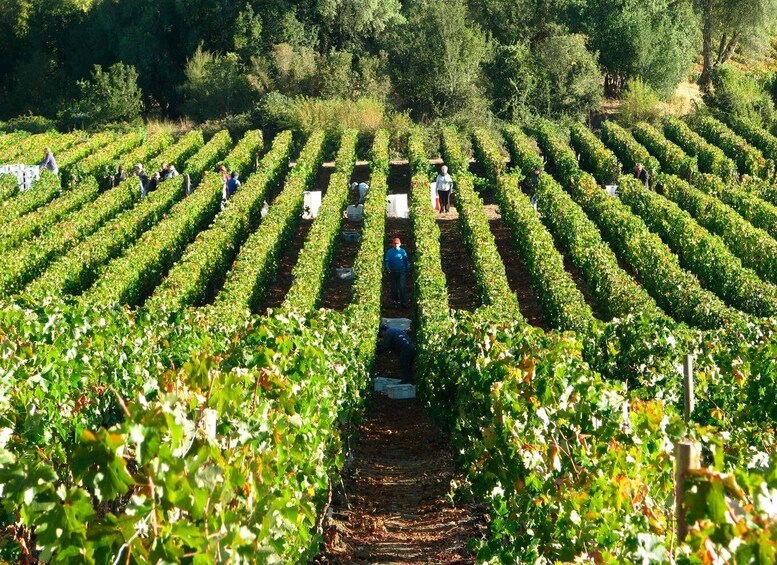 A vineyard with rows of grapevines and workers tending to them. 4