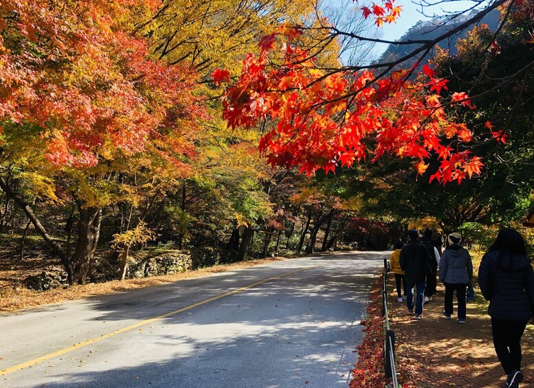 A road flanked by trees with autumn foliage, a stone wall, and a clear sky. 3