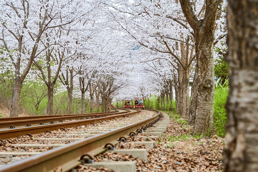 Eine Bahnlinie, die sich durch einen von Kirschblüten gesäumten Pfad schlängelt. 5