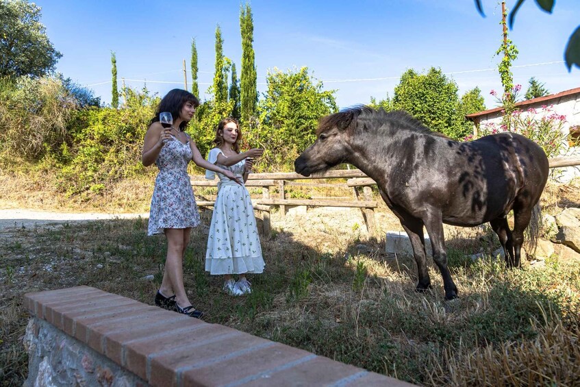 Two people interacting with a horse in a fenced outdoor area with trees and a brick structure. 1