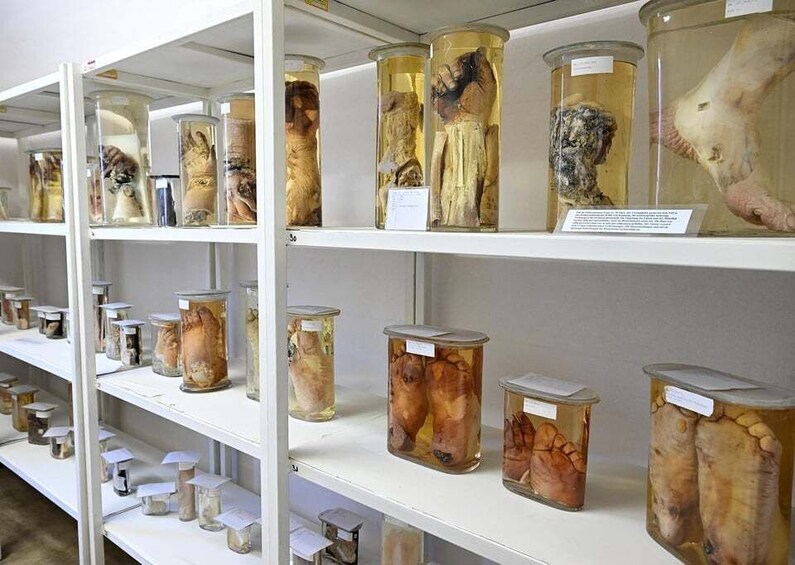 A museum display with various preserved animal specimens in glass jars. 3