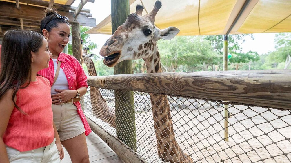 A giraffe behind a wooden fence at a zoo. 1