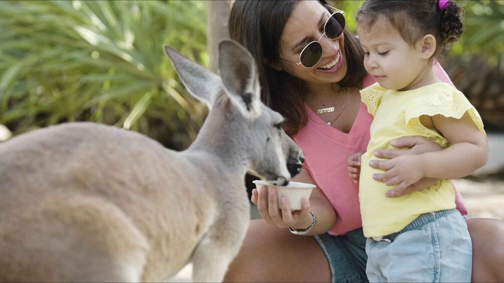 A person feeding a kangaroo. 2