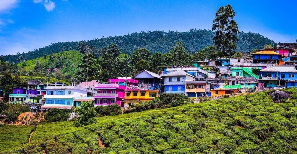 A hillside village with colorful houses and lush green tea plantations. 5