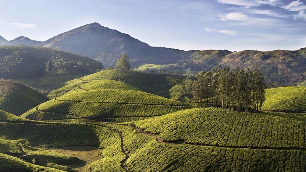 Terraced tea plantations with a mountain in the background. 2