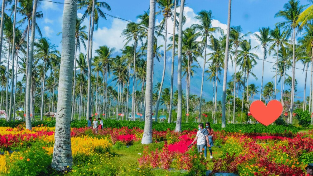 A tropical garden with palm trees and colorful flowers. 4