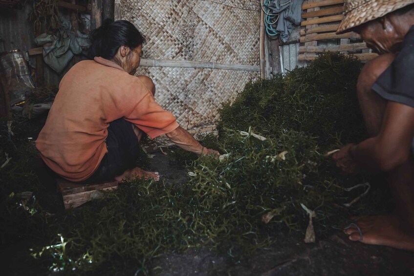 A person kneeling on the ground, surrounded by green foliage. 5