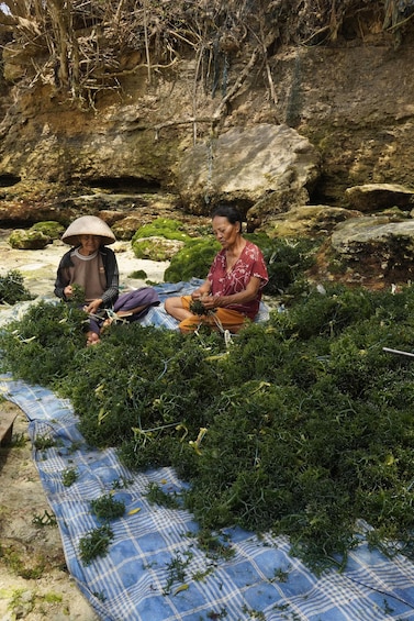 Two people harvesting seaweed on a rocky shore. 2