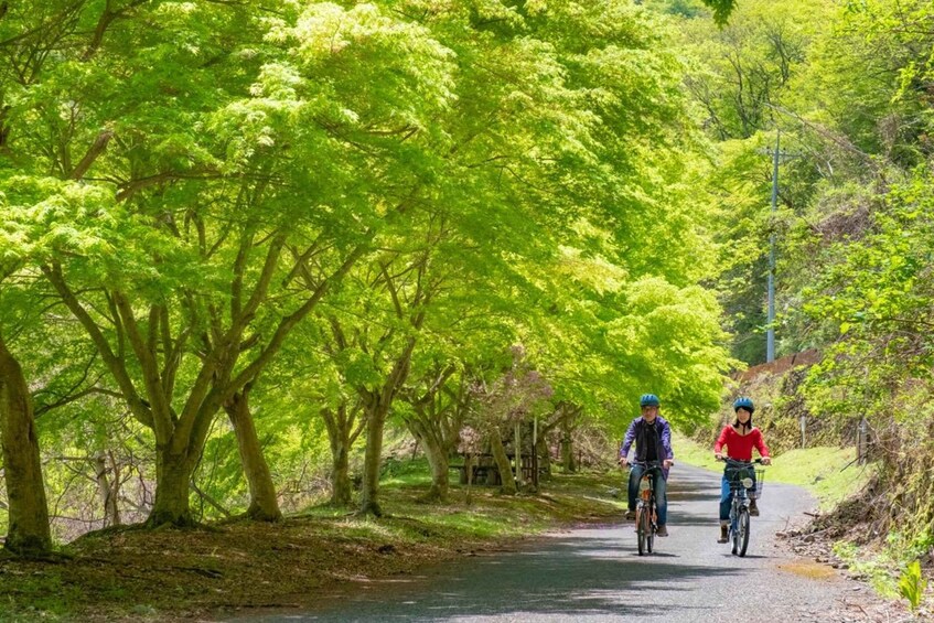 Two cyclists on a tree-lined road. 1