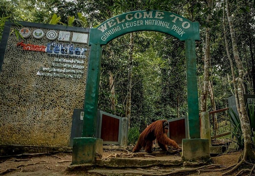 A sign reading 'Welcome to Gunung Leuser National Park' with an orangutan in the foreground. 2