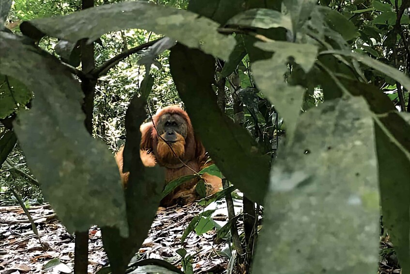 An orangutan in a forested area with dense foliage. 4