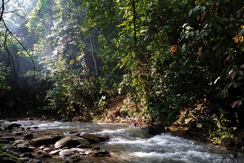 A flowing river with rocks, surrounded by dense green foliage. 5