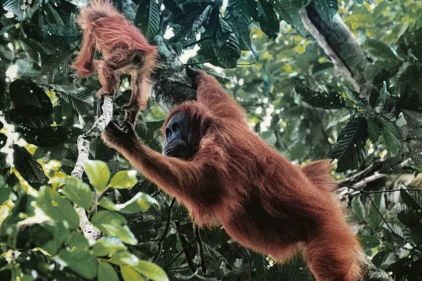 An orangutan climbing a tree. 1