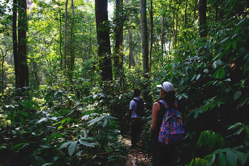 A forest with tall trees and dense foliage. 3