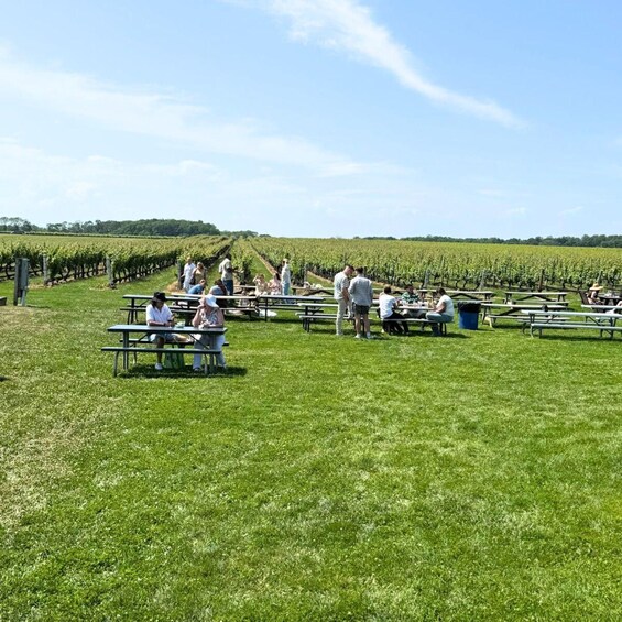 A vineyard with people sitting at picnic tables, some standing and others walking. 1
