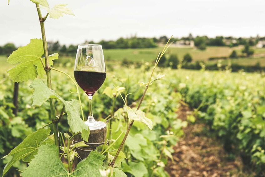 A vineyard with rows of grapevines and a glass of red wine. 5