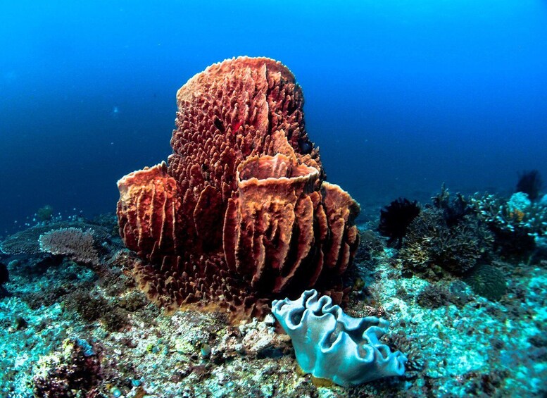 A large coral formation with a textured surface and a smaller coral nearby. 5