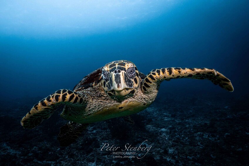 Picture 18 for Activity Diving in Boracay: Fundive for Certified Divers 2