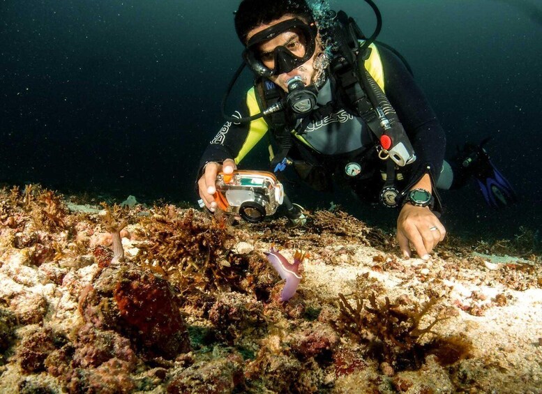 A diver with scuba gear exploring a coral reef. 1
