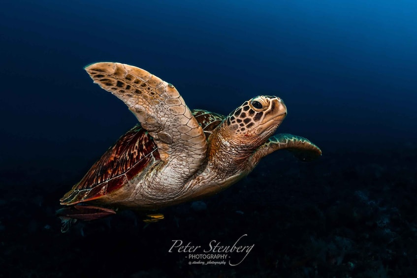 Diving in Boracay: Fundive for Certified Divers 1