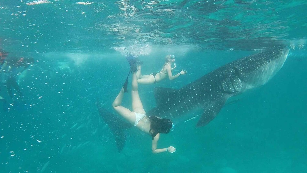 A person swimming underwater with a large whale. 4