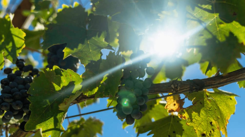 A vineyard with clusters of grapes under sunlight. 1