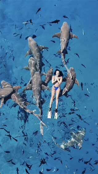 A person swimming with dolphins in a clear blue water body. 1