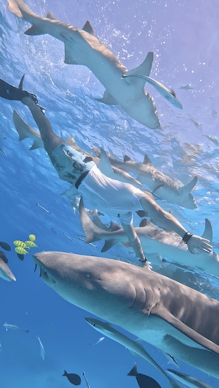 A person swimming with sharks in clear blue water. 2