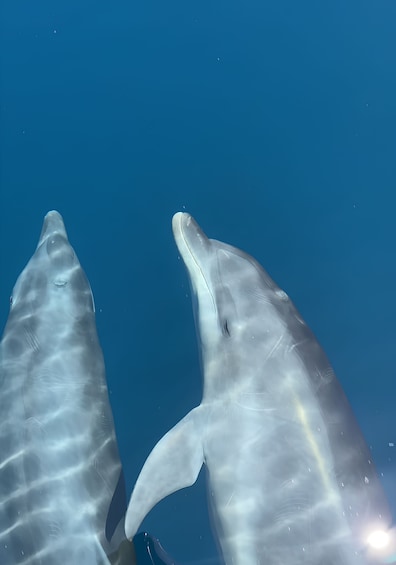 Two dolphins swimming in the ocean. 3