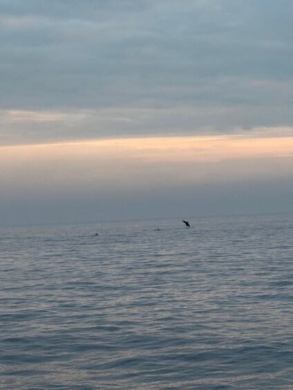 A calm sea with gentle waves and a bird flying over the water. 2