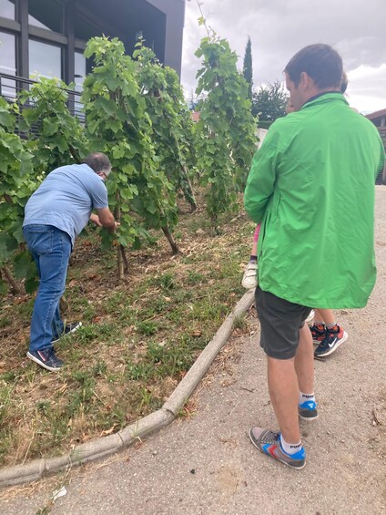 Two people inspecting grapevines in a vineyard. 2