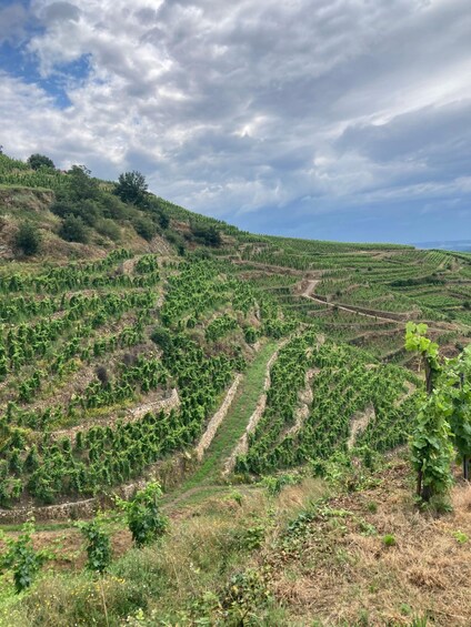 A vineyard with rows of grapevines on terraced hills. 4
