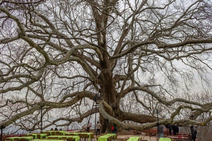 A large tree with many branches. 3