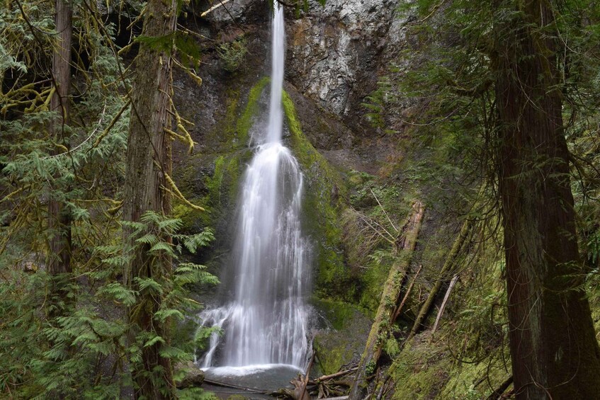 A waterfall in a forested area with moss-covered trees and ferns. 1