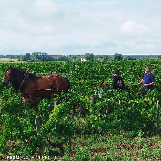 A vineyard with rows of grapevines, a horse harnessed to a cart, and two people standing in the field. 3