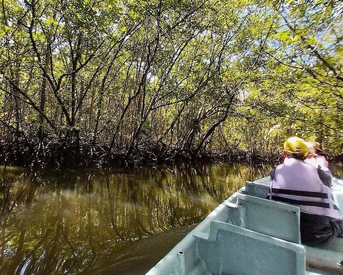 A river with dense mangrove trees and a person in a boat. 1