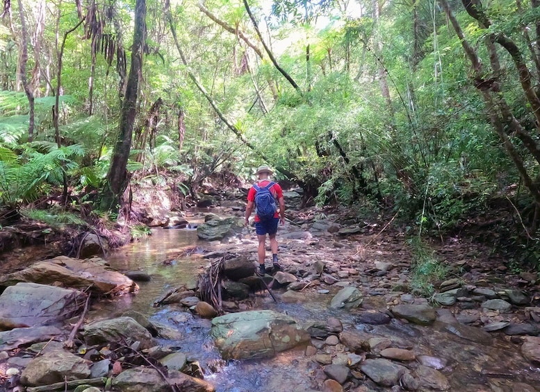 A person hiking through a forested area with a stream and rocks. 3