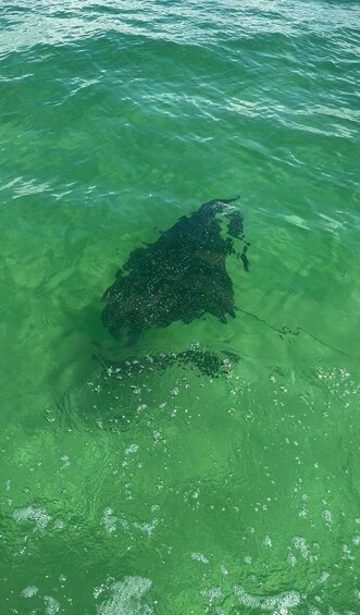 A large, dark object partially submerged in clear green water. 5
